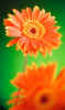 OrangeFlower.jpg (148043 bytes)